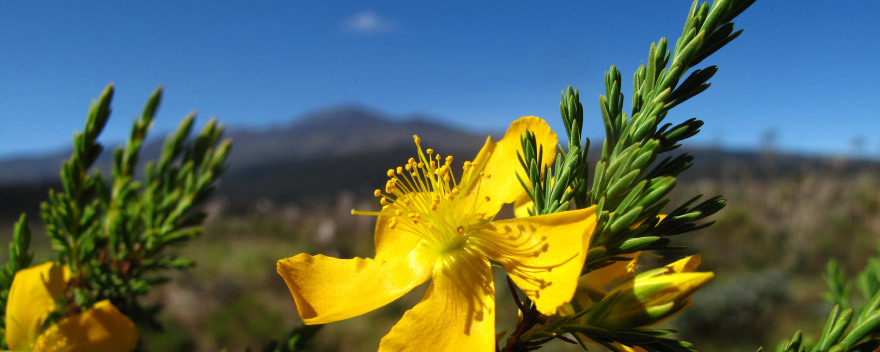 Hypericum laricifolium